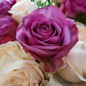 Meet your Posher, Darlene